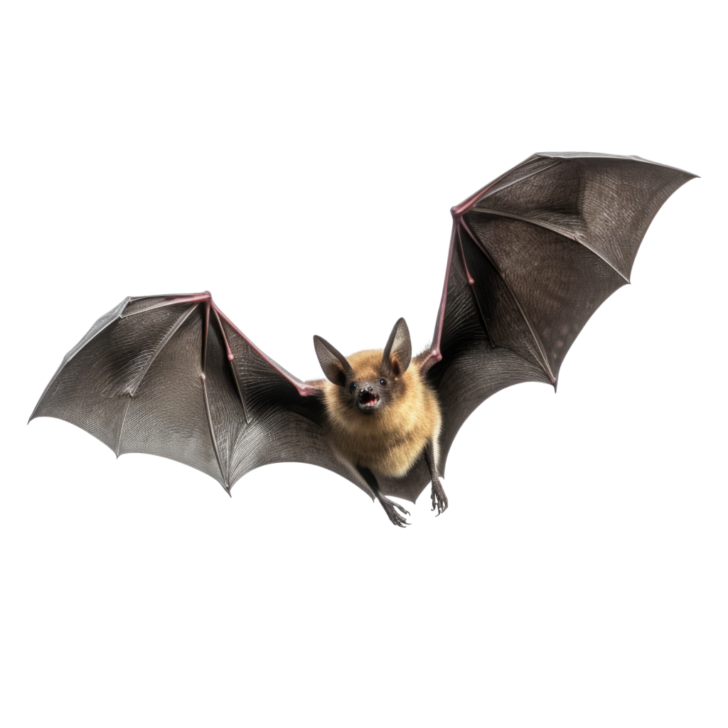 flying-bat-isolated-on-transparent-background-png