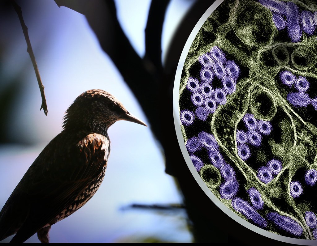Bird-Flu_daily-brief
