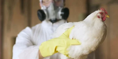 bird-flu-US-chicken-farm