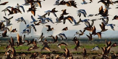 wild-bird-flu
